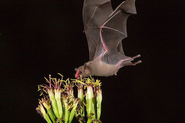 Arizona-Santa Cruz County Bat feeds on yucca nectar